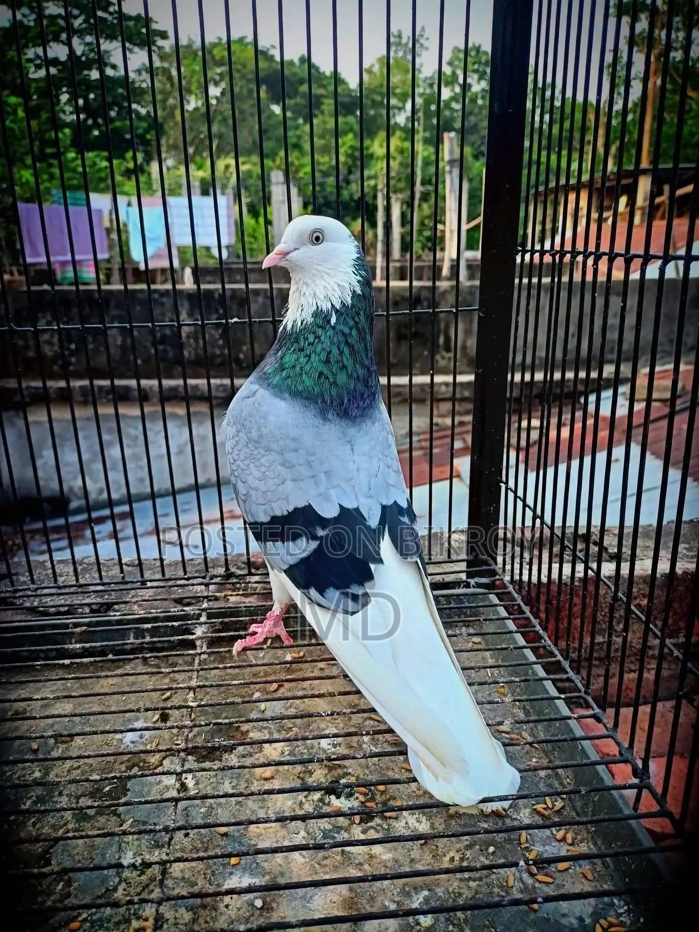 Green Gorra Male Pigeon