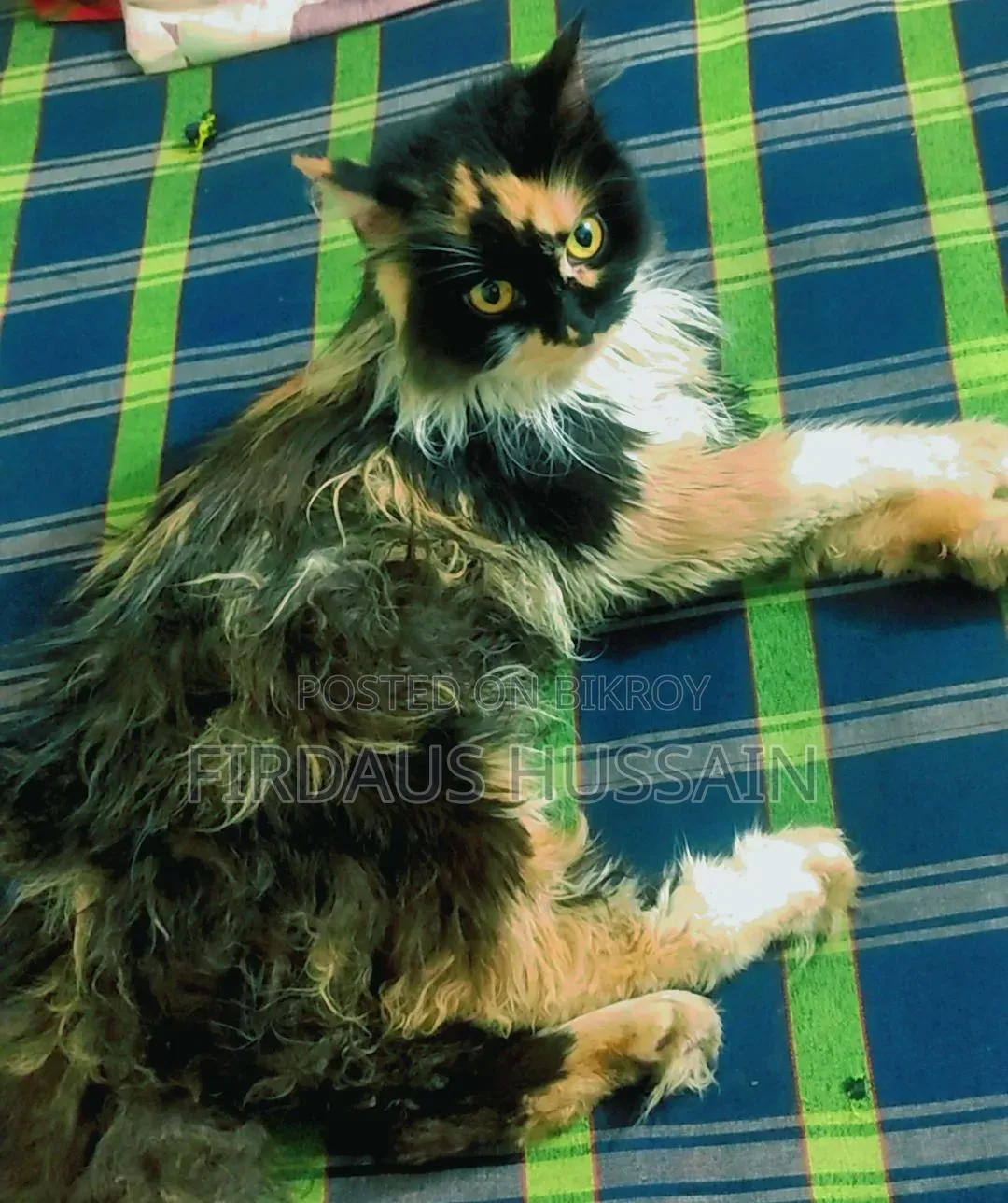 1+ year Female Purebred Persian