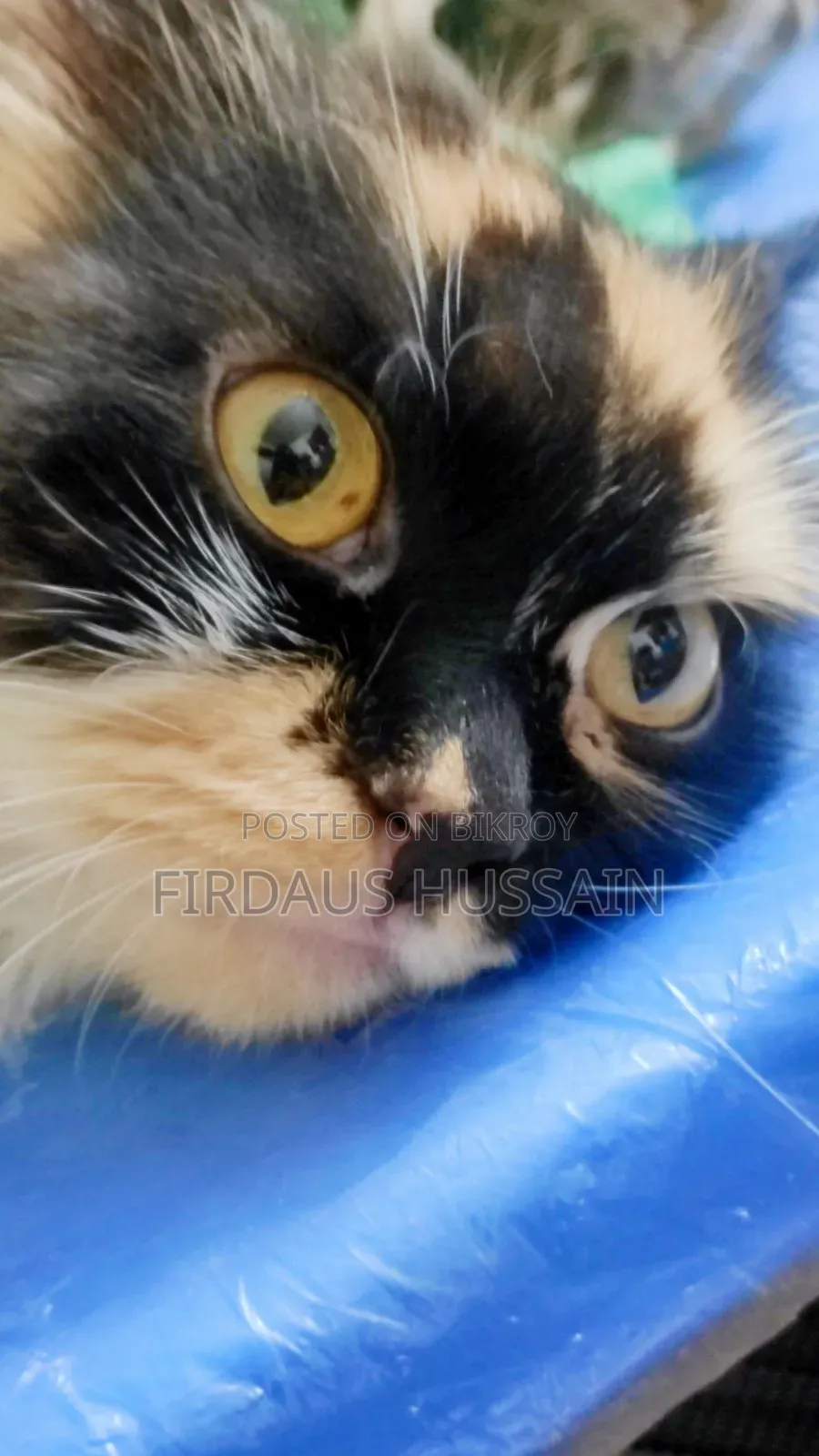 1+ year Female Purebred Persian