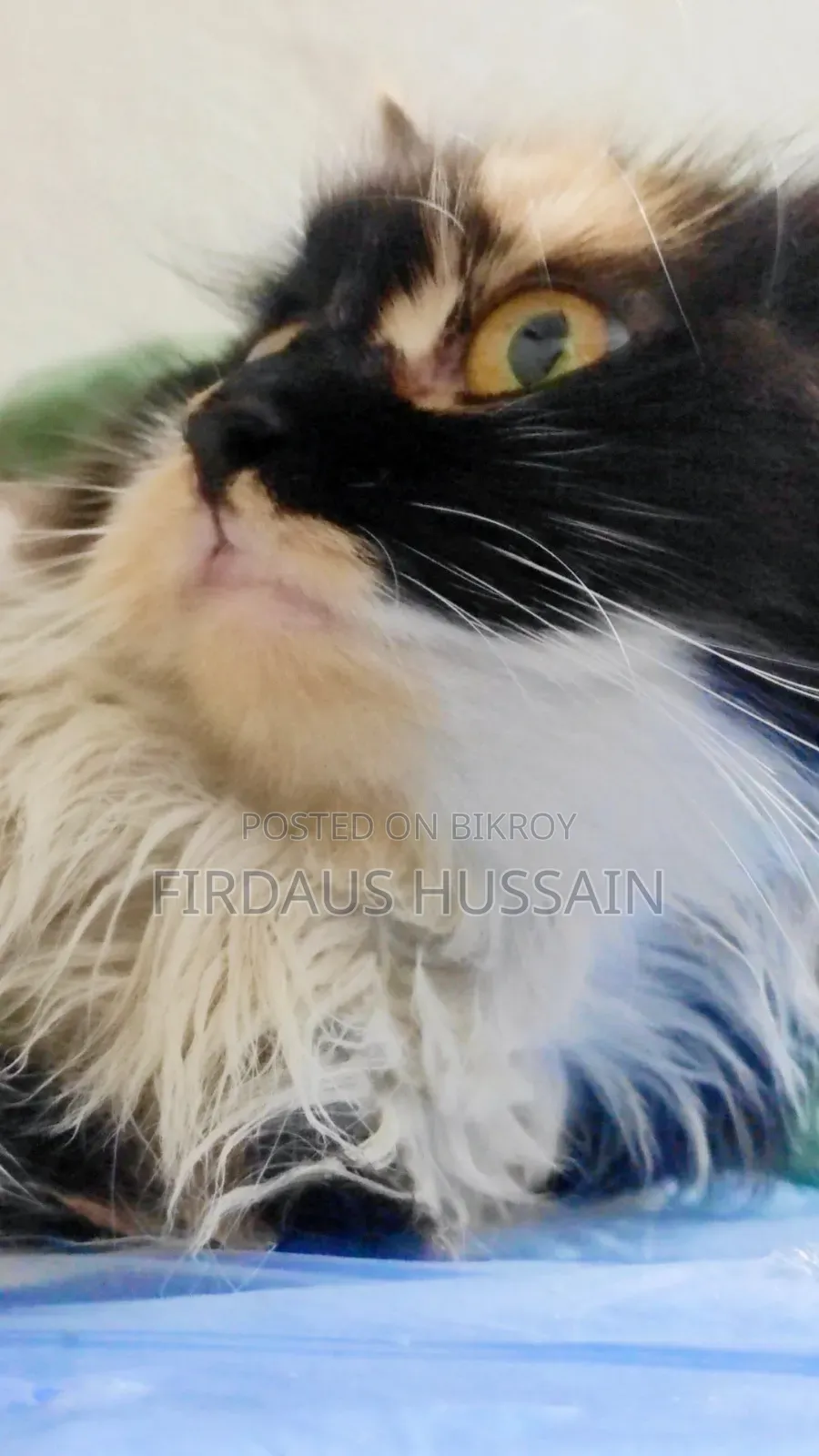 1+ year Female Purebred Persian