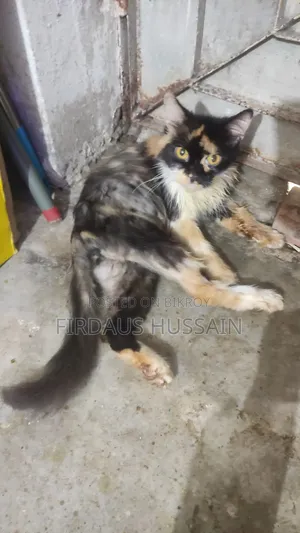 1+ year Female Purebred Persian