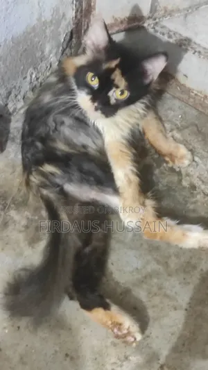 1+ year Female Purebred Persian