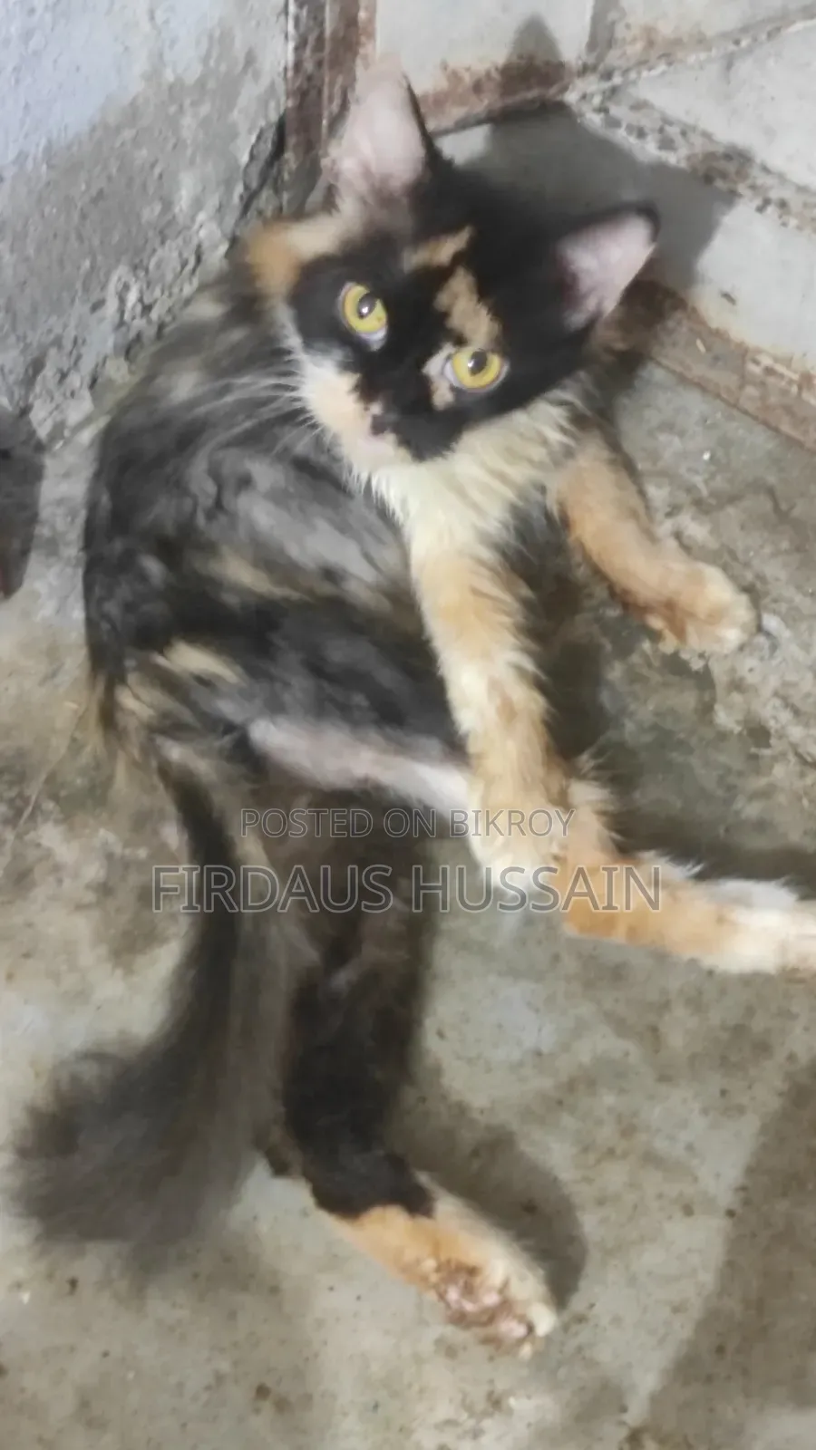 1+ year Female Purebred Persian