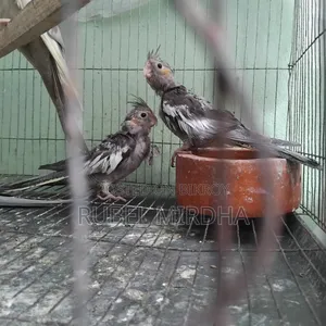 কোকাটেল বেবি
