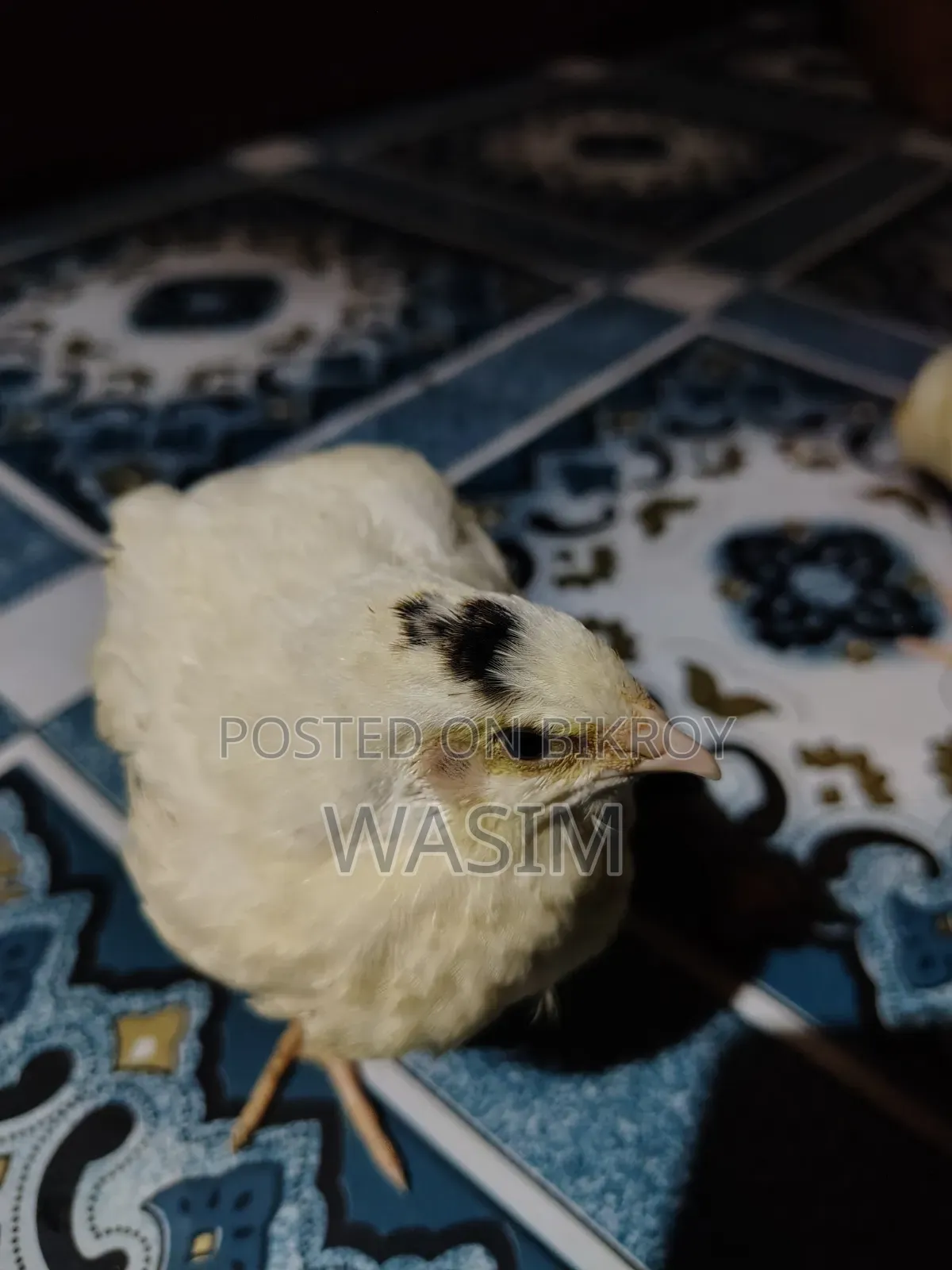 European White Giant Coturnix Quail Bird