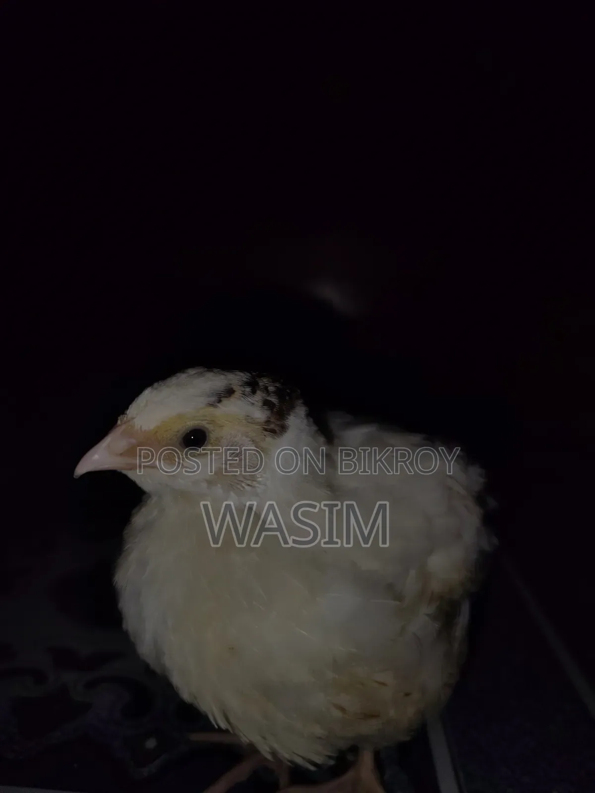 European White Giant Coturnix Quail Bird
