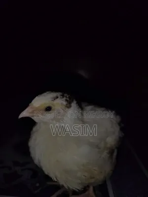 European White Giant Coturnix Quail Bird