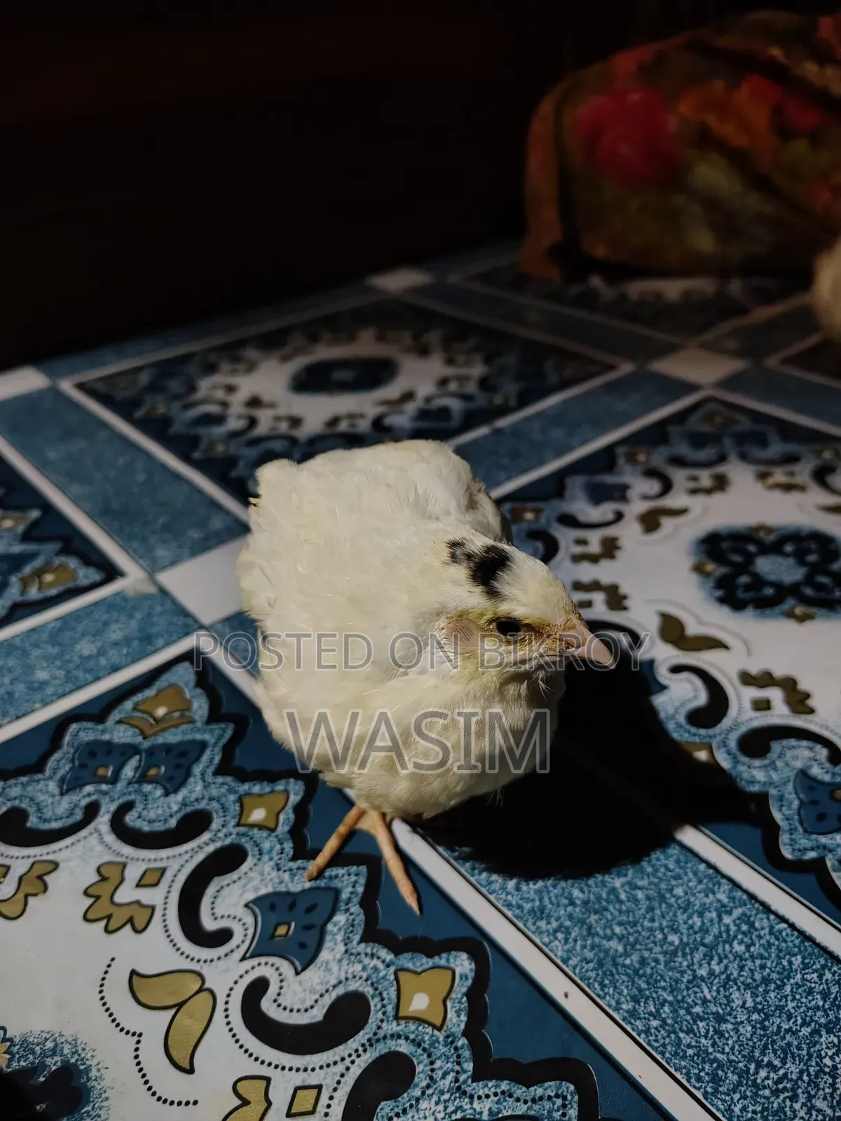 European White Giant Coturnix Quail Bird