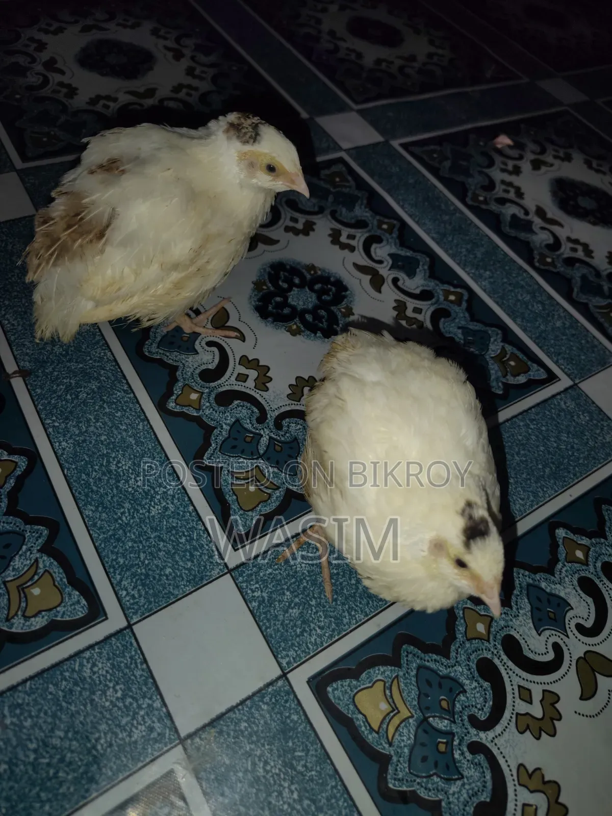 European White Giant Coturnix Quail Bird