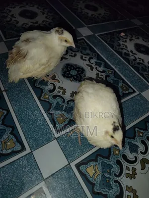 European White Giant Coturnix Quail Bird