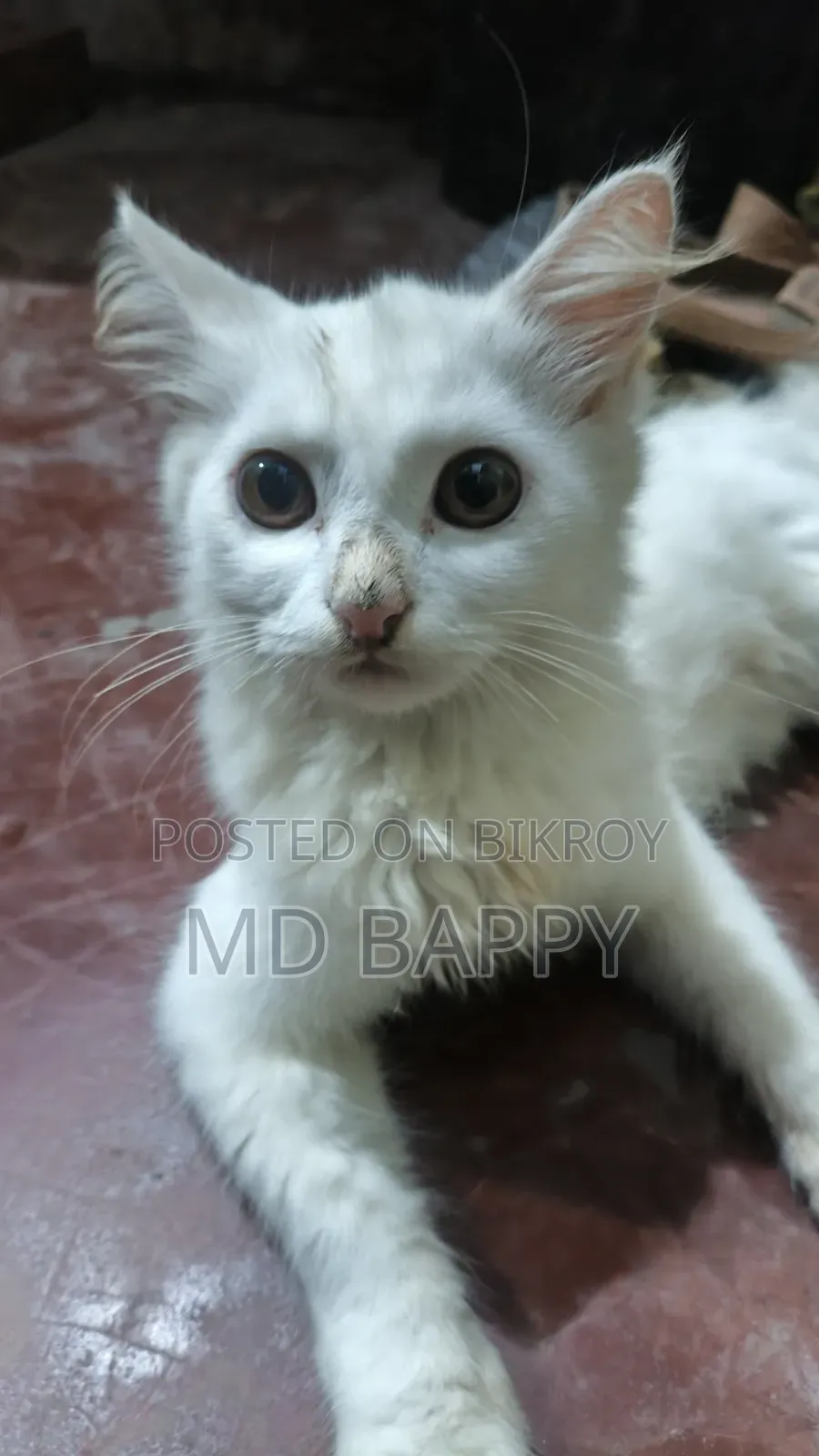 1-3 Months Female Purebred Bengal Cat