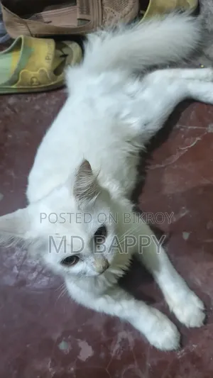 1-3 Months Female Purebred Bengal Cat