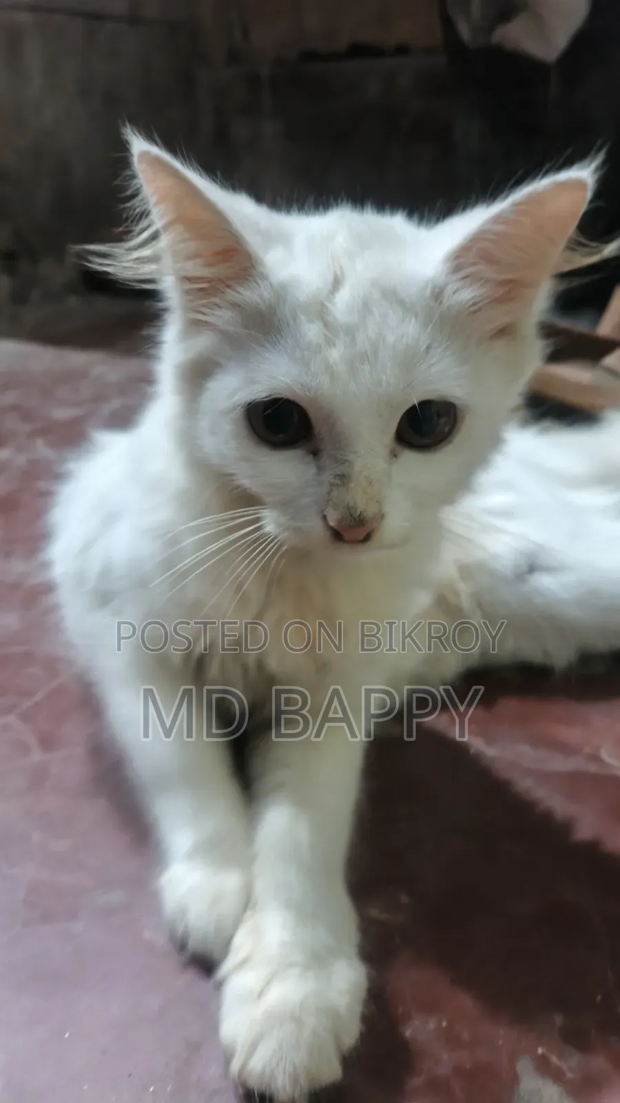 1-3 Months Female Purebred Bengal Cat