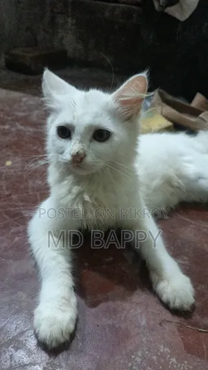 1-3 Months Female Purebred Bengal Cat