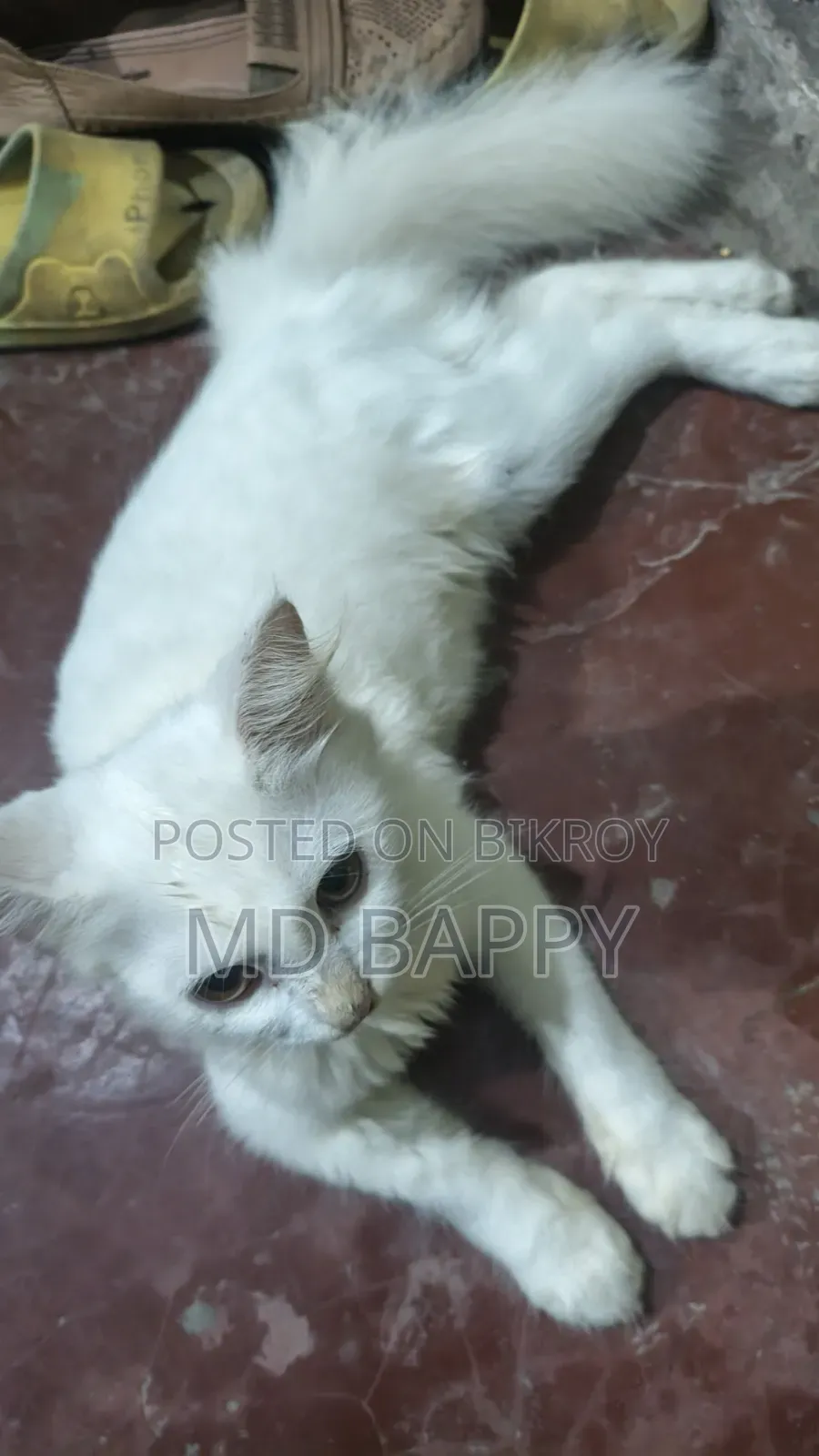 1-3 Months Female Purebred Bengal Cat