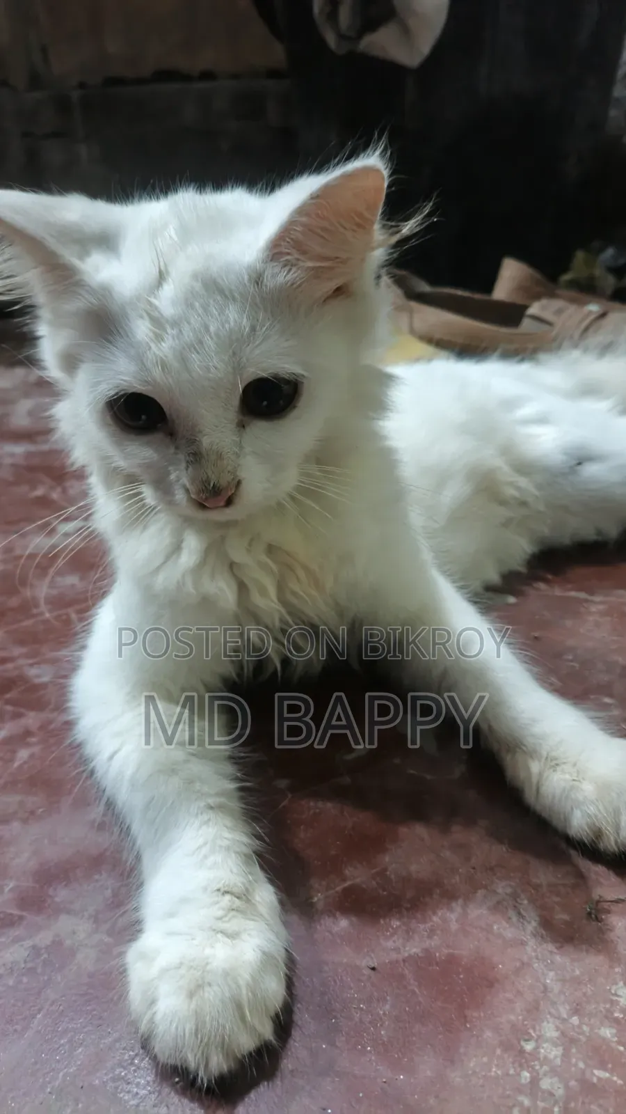 1-3 Months Female Purebred Bengal Cat