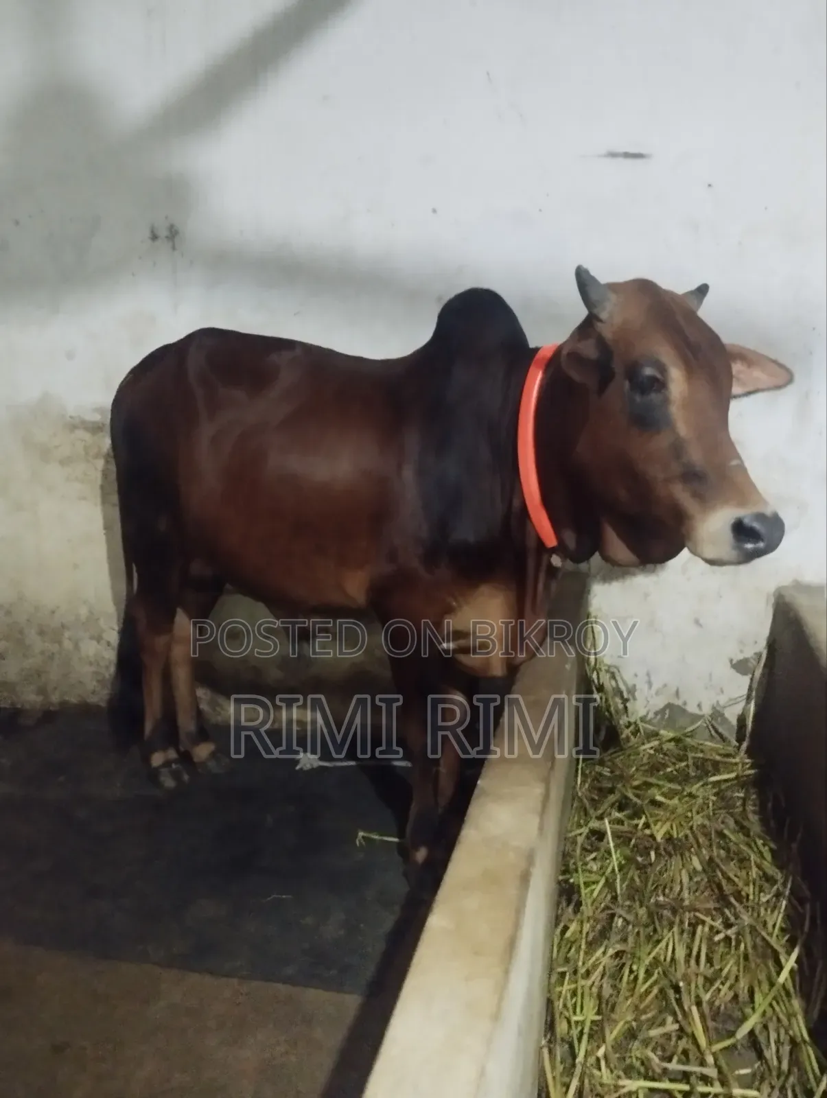 শিয়াল গরু