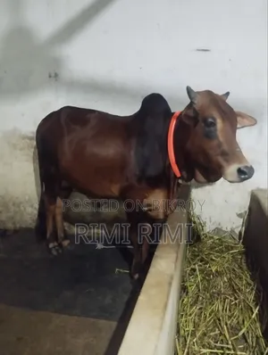 শিয়াল গরু