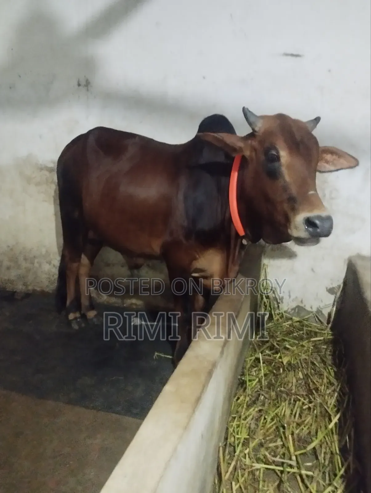 শিয়াল গরু