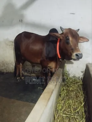 শিয়াল গরু