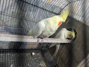 ককটেল পাখি