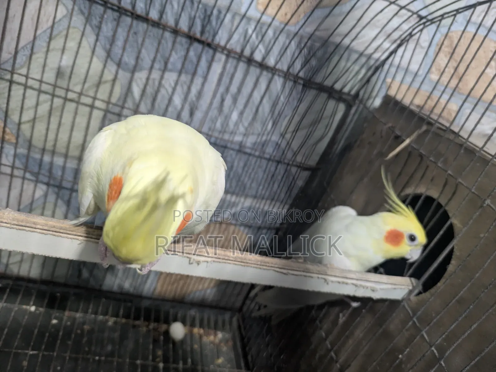 ককটেল পাখি