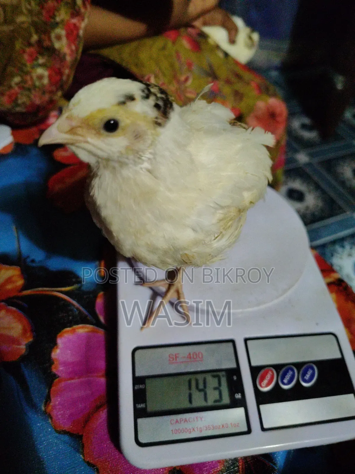 European White Giant Coturnix Quail Bird
