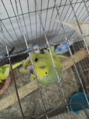 বাজরিগার জেপি ৬ পিস