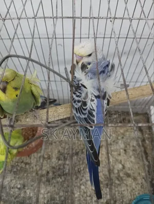 বাজরিগার জেপি ৬ পিস