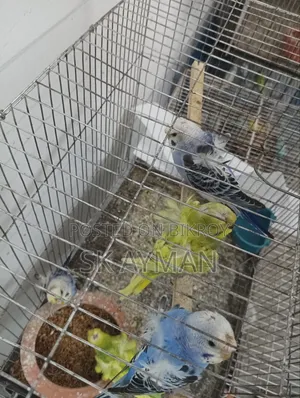 বাজরিগার জেপি ৬ পিস