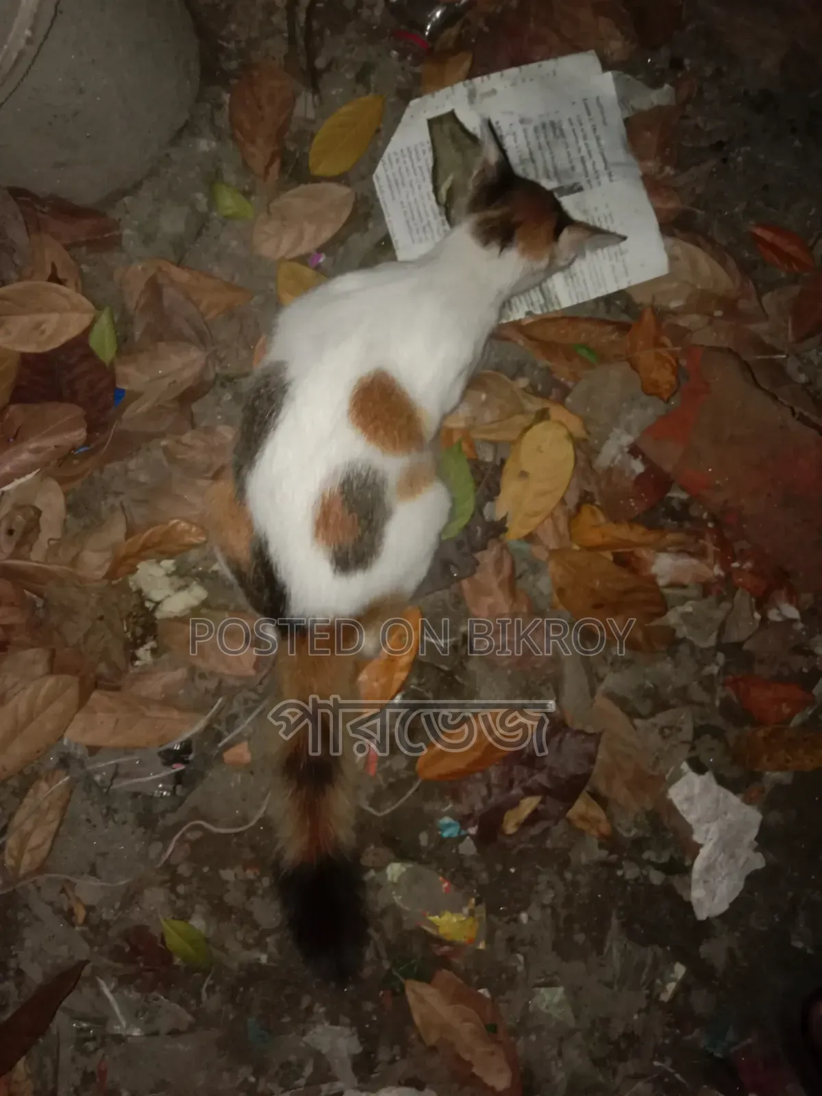 1+ year Female Mixed Breed Manx Cat
