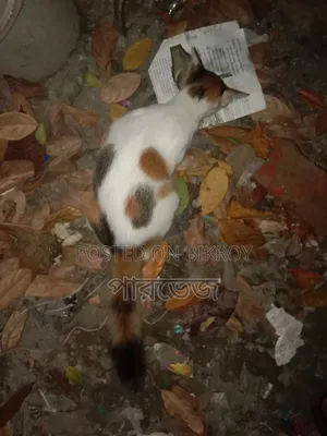 1+ year Female Mixed Breed Manx Cat