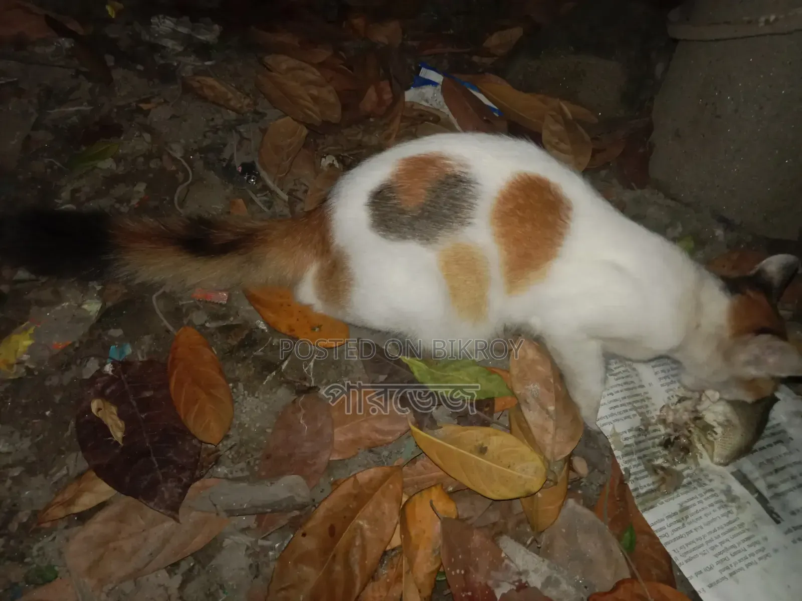 1+ year Female Mixed Breed Manx Cat