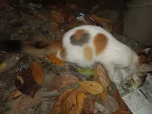 1+ year Female Mixed Breed Manx Cat