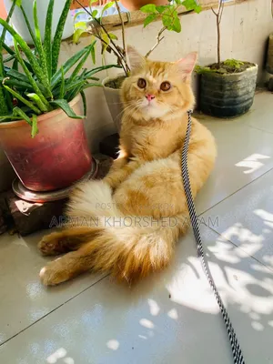 6-12 Months Male Purebred Cat