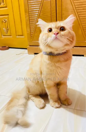 6-12 Months Male Purebred Cat