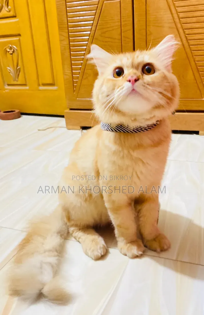 6-12 Months Male Purebred Cat