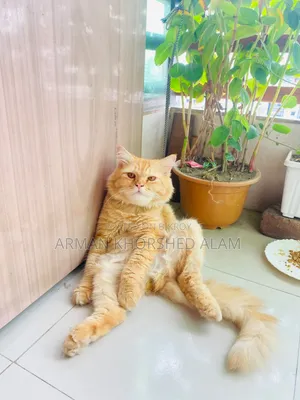 6-12 Months Male Purebred Cat