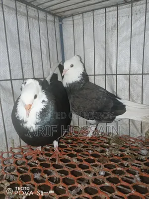 This pair will be exchanged