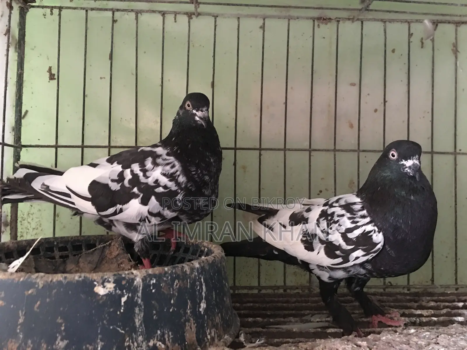 1 Pair Running Pigeons Available