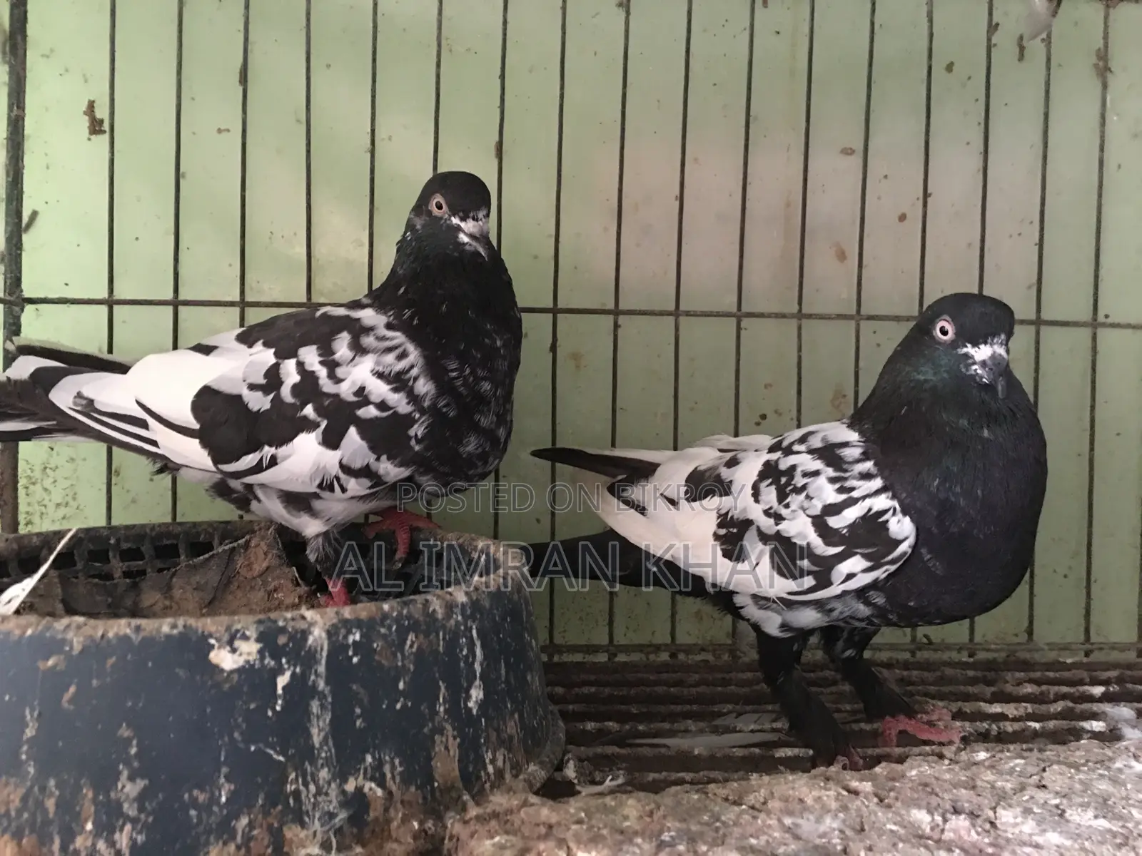 1 Pair Running Pigeons Available