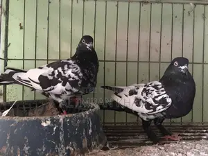 1 Pair Running Pigeons Available