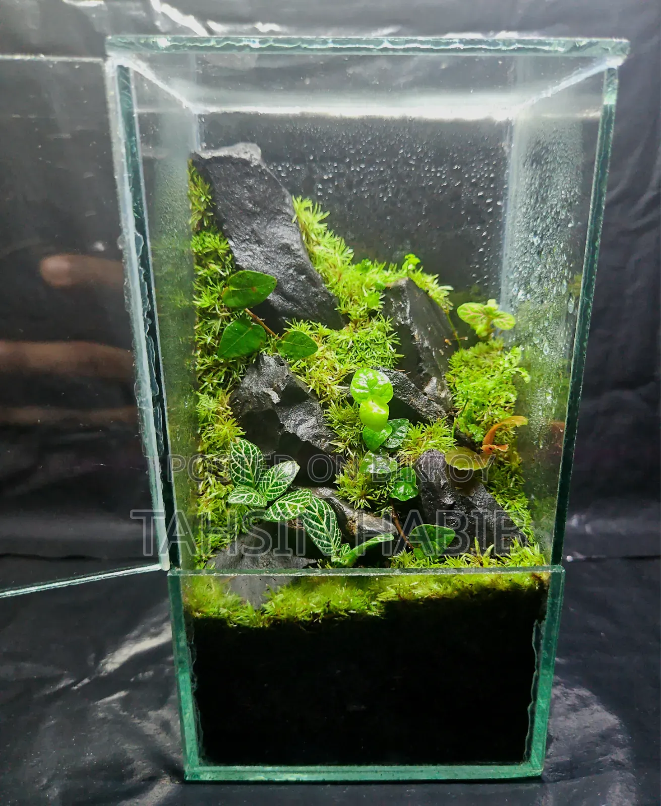 Terrarium