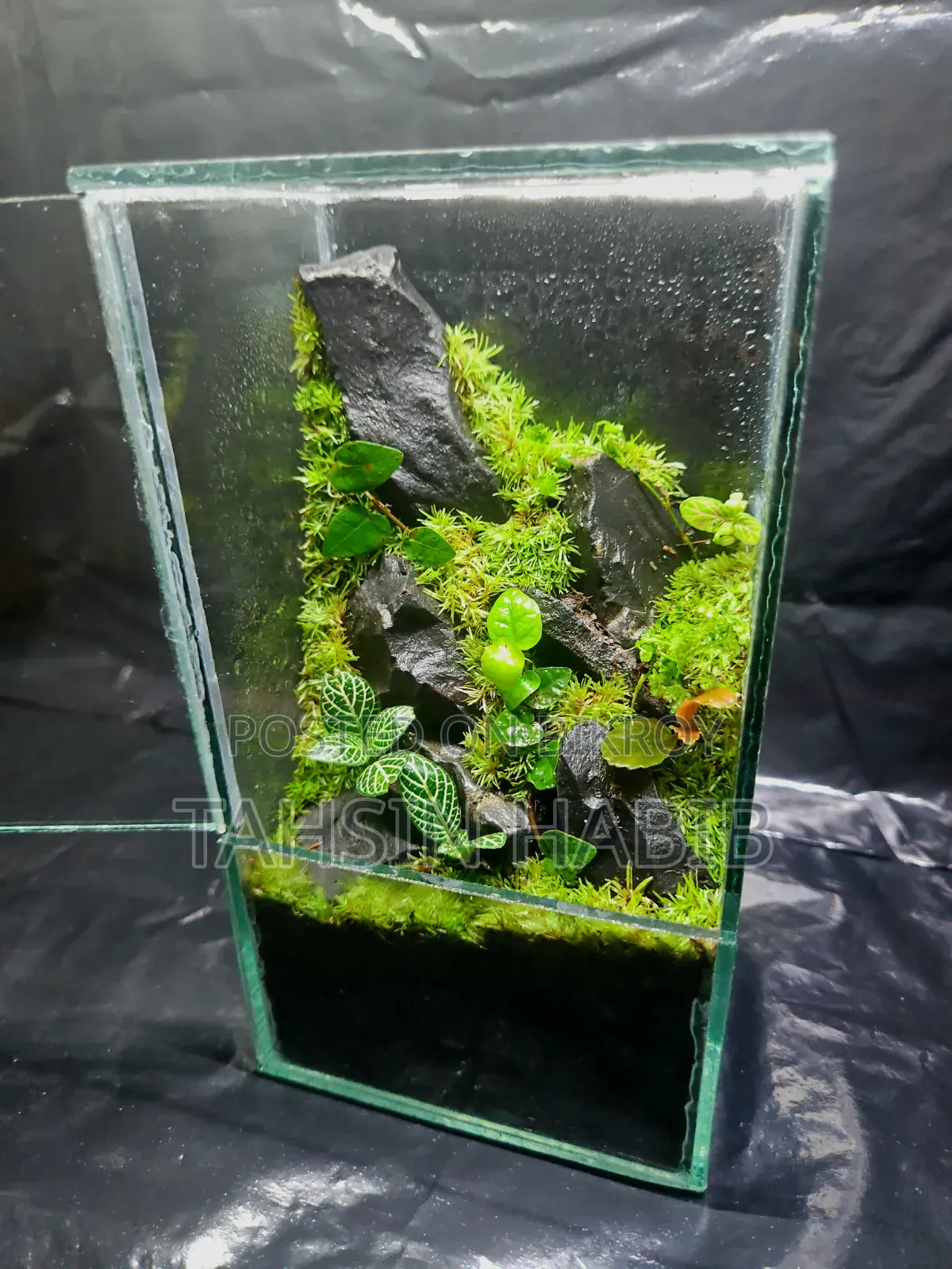 Terrarium