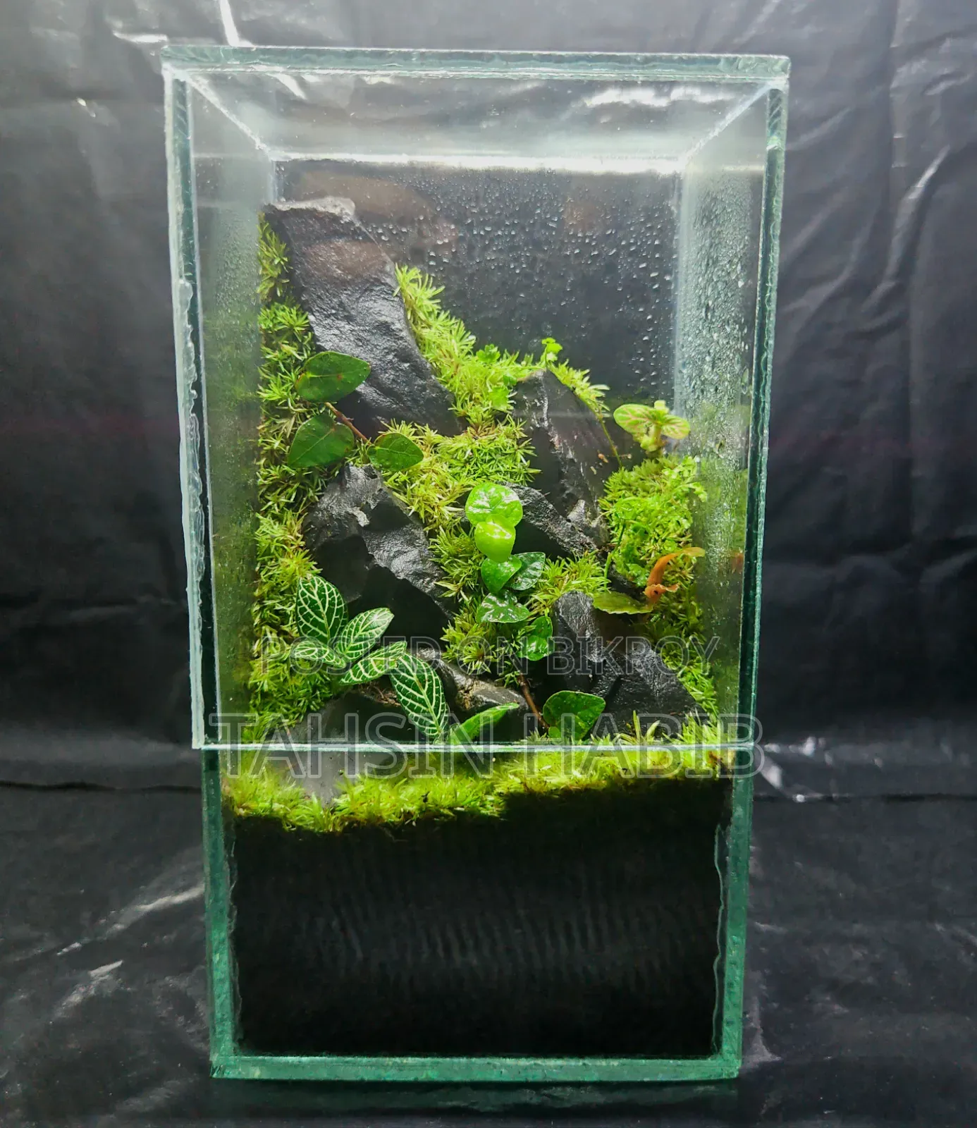 Terrarium