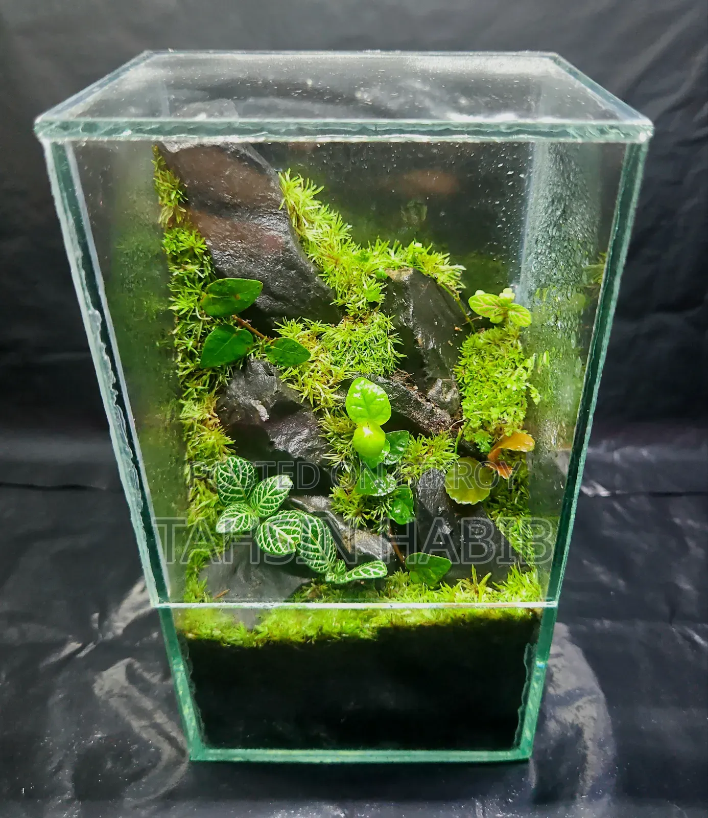 Terrarium