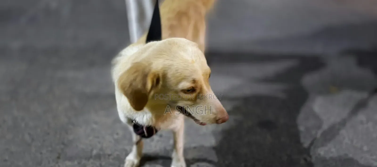 3-6 months Female Purebred Japanese Spitz