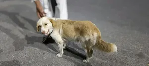3-6 months Female Purebred Japanese Spitz