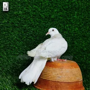 One piece dove bird will be sold.