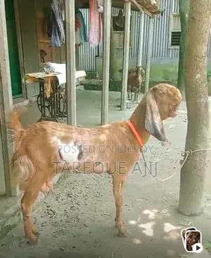 Original Tota Goat